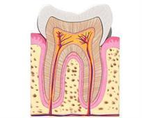 Natural-products derivatives to inhibit oral biofilm and cell-cell communication